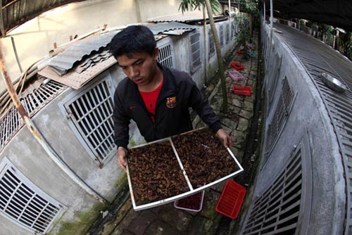 Công phu cà phê chồn - 12