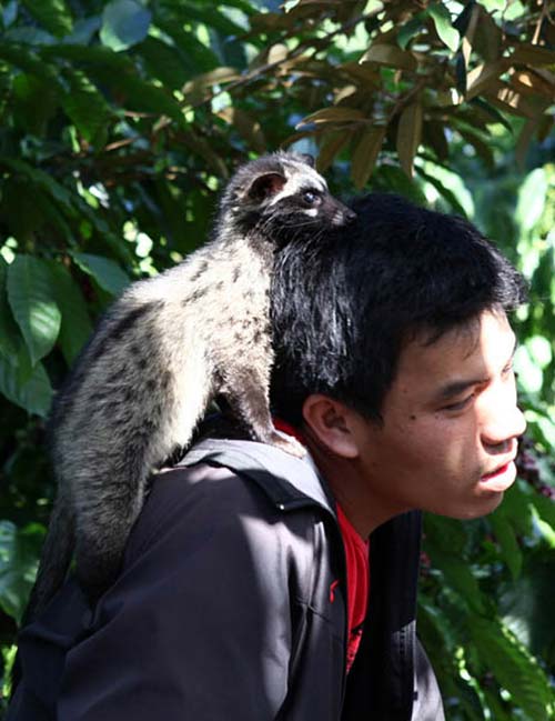 Công phu cà phê chồn - 3