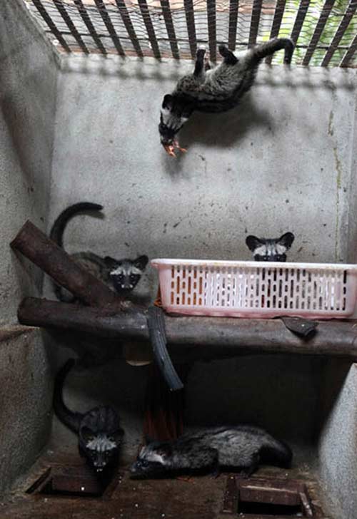 Công phu cà phê chồn - 13