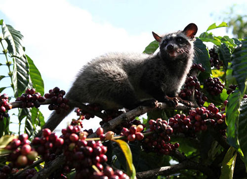 Công phu cà phê chồn - 2