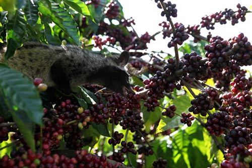Công phu cà phê chồn - 5