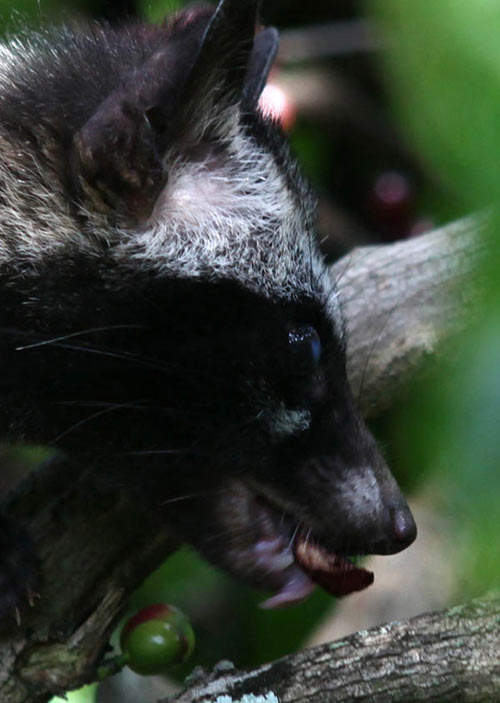 Công phu cà phê chồn - 6