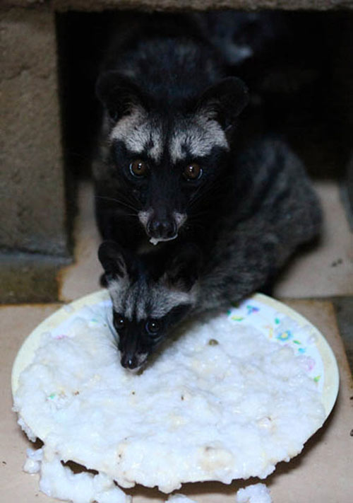 Công phu cà phê chồn - 7