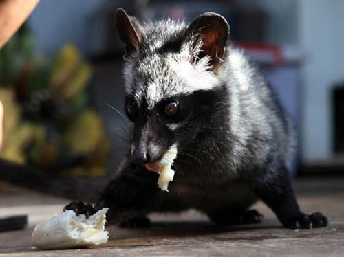 Công phu cà phê chồn - 8