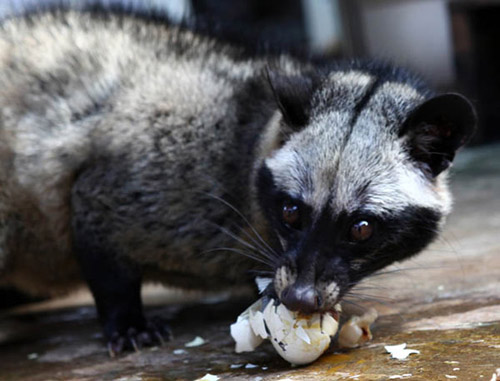 Công phu cà phê chồn - 9