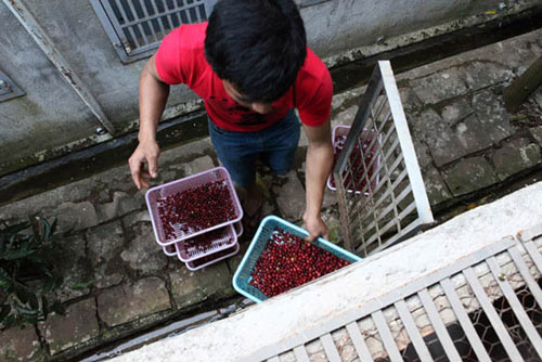 Công phu cà phê chồn - 10