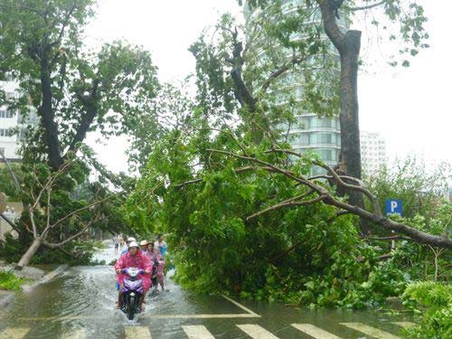 Đà Nẵng: Cây đổ vì bão, lộ rõ làm ăn gian dối - 1