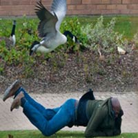 Cười 24h - Top clip: Ngỗng hay chó hơn ?