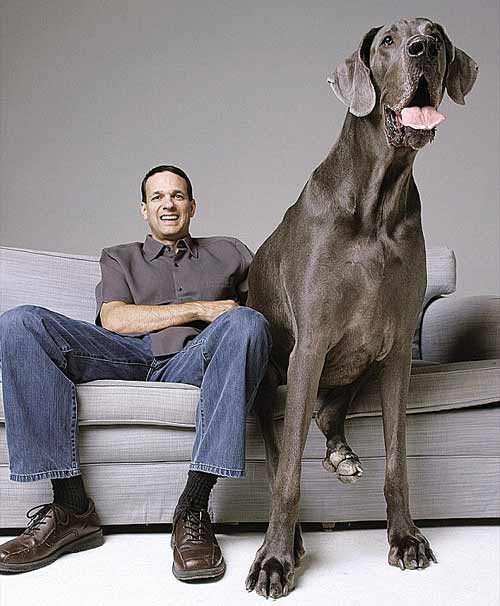 Chú chó cao nhất thế giới qua đời - 1