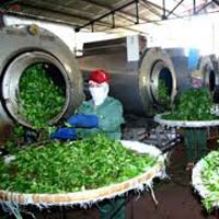 Thị trường - Tiêu dùng - Xuất khẩu chè gặp khó