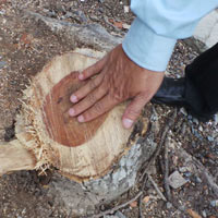 Tin tức trong ngày - Cưa trộm cây sưa giá bạc tỷ giữa Thủ đô