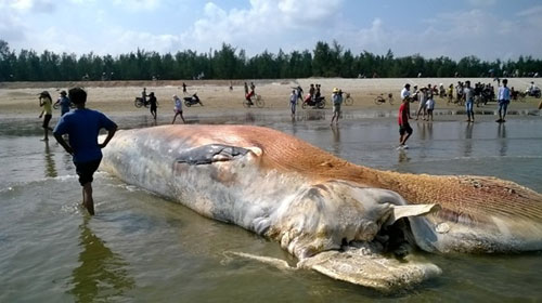Xác cá voi khổng lồ dạt vào bờ biển Thanh Hóa - 1