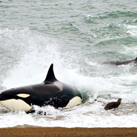 Ảnh đẹp: Cá voi sát thủ tấn công sư tử biển