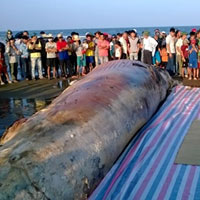 Tin tức trong ngày - Thanh Hóa: Tổ chức lễ tang cho cá voi khổng lồ