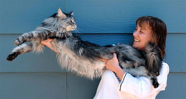 Chú mèo Stewie đến từ bang Nevada của Mỹ có chiều dài toàn bộ cơ thể là hơn 1,23m
