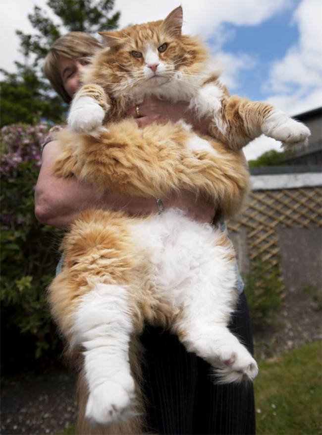Ulric là chú mèo nặng nhất nặng 13,6kg
