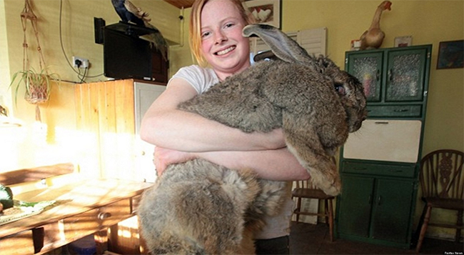 Ralph là chú thỏ nặng nhất thế giới – 25kg
