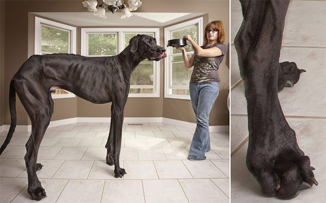 Zeus được công nhận là chú chó cao nhất thế giới với chiều cao hơn 1,1m
