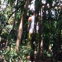 Tin tức trong ngày - Vờ đi nhặt củi, người đàn ông treo cổ tự tử