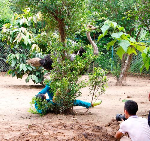 Mỹ nam ngã nhào vì cưỡi đà điểu - 6