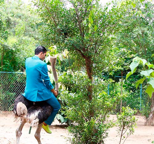 Mỹ nam ngã nhào vì cưỡi đà điểu - 4