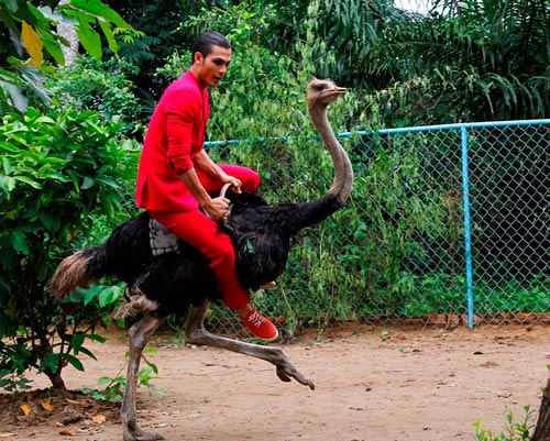 Mỹ nam ngã nhào vì cưỡi đà điểu - 11