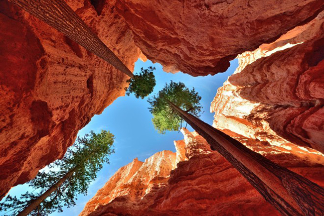 Công viên Quốc gia Bryce Canyon ở Utah, Mỹ nổi tiếng với những cây thông cao chót vót và các hẻm núi đá sâu hàng chục mét.
