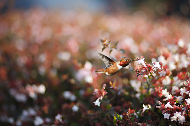 Một con chim ruồi ăn mật hoa ở bờ biển Huntington, California. Loài chim này chỉ dài khoảng 7 cm nhưng di chuyển khắp Bắc Mỹ để tìm kiếm thức ăn từ các loài hoa.
