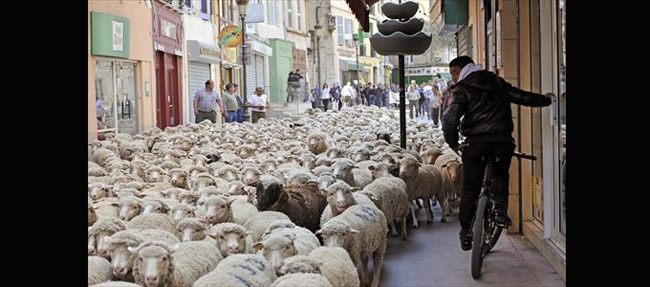 Vì số lượng cừu bị chết ngày càng nhiều nên các nông dân đã lùa lượng lớn cừu gây tác nghẽn giao thông đường phố để thể hiện sự giận dữ.
