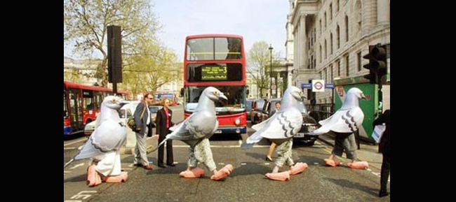 Ngày 10/5/2011, nhiều người hóa trang thành chim bồ câu ở gần quảng trường Trafalgar, Lon don (Anh) vì chính quyền cấm bán thức ăn cho bồ câu, loài chim ở quảng trường này nhiều năm.
