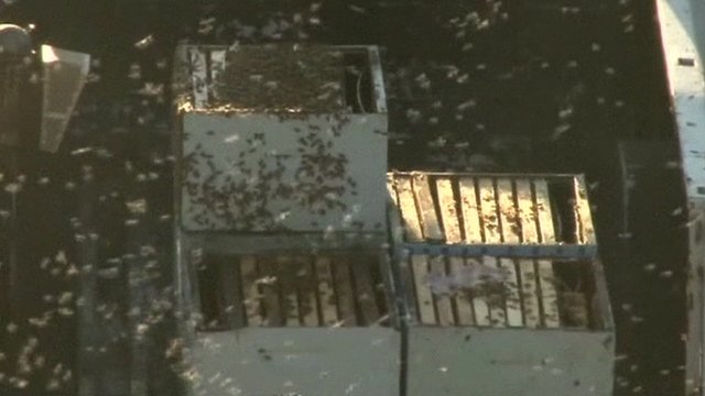 Mỹ: Xe tải lật, hàng triệu con ong tràn ra đường - 1