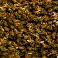 Tin tức trong ngày - Mỹ: Xe tải lật, hàng triệu con ong tràn ra đường