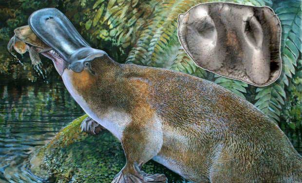 Úc: Phát hiện quái vật thú mỏ vịt cổ đại - 1