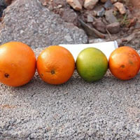 Sức khỏe đời sống - Cam Trung Quốc nhuộm chất gây ung thư