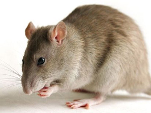 Xác chuột có thể gây bệnh - 1