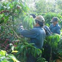 Thị trường - Tiêu dùng - Cà phê rớt giá: Tổn thất lớn cho hộ nghèo