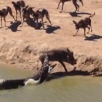 Tin tức trong ngày - Cá sấu ranh mãnh cướp mồi của chó rừng