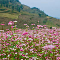 Du lịch - Hoa tam giác mạch phủ hồng các cao nguyên