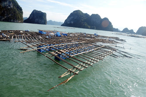 Sau bão, xác tàu, lồng bè vây vịnh Bái Tử Long - 7
