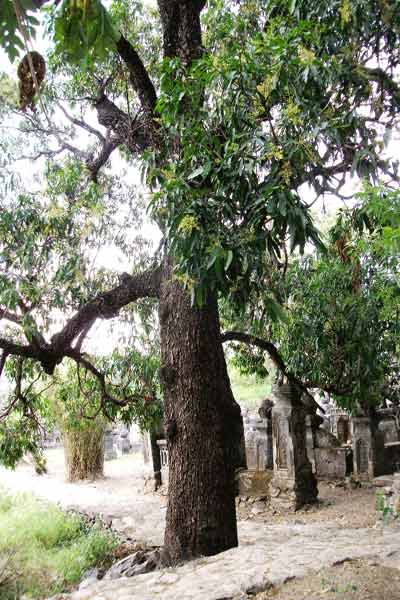Cây xoài – Giống cây ăn quả