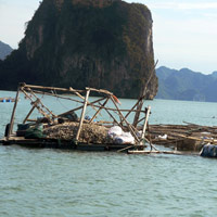 Tin tức trong ngày - Sau bão, xác tàu, lồng bè vây vịnh Bái Tử Long