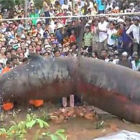 Phi thường - kỳ quặc - Xôn xao Clip "quái vật tại Việt Nam"