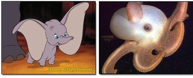 Một loài mực giống hết các nhân vật hoạt hình trong phim
