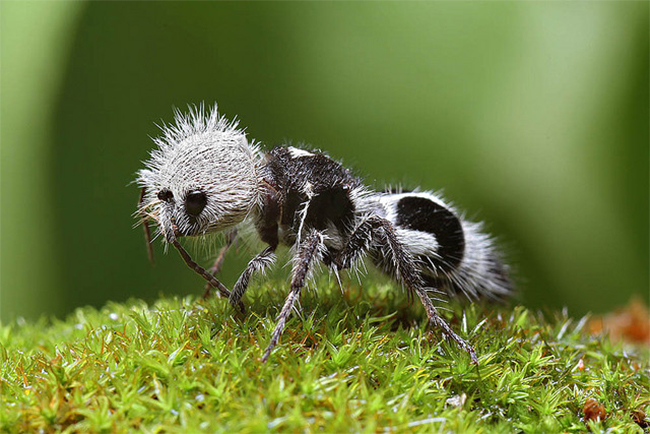 Một loài kiến giống như gấu trúc panda
