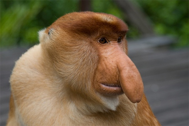 Chú khỉ có mũi to dài như các nhân vật hoạt hình
