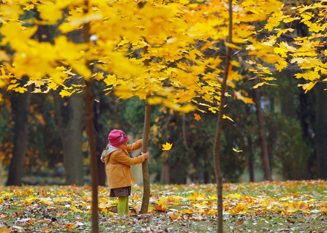 Một bé gái thích thú lắc thân cây nhỏ để những chiếc lá vàng rơi xuống trong công viên vào một ngày mùa thu ở thủ đô Belarus Minsk. 
