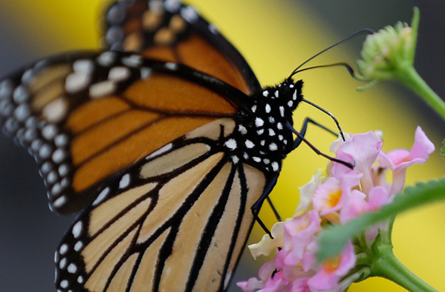 Một chú bướm rực rỡ sắc màu đậu trên bông hoa tại San Antonio, Texas. Số lượng bướm vua di cư từ Mexico tiếp tục giảm trong năm nay do hạn hán nghiêm trọng ở Texas và các tiểu bang khác ở phía Tây Nam.
