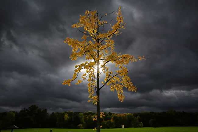 Ánh mặt trời lan toả sau những chiếc lá vàng mùa thu phủ kín trên một thân cây nhỏ giữa bầu trời đầy mây tại Cologne, Đức.
