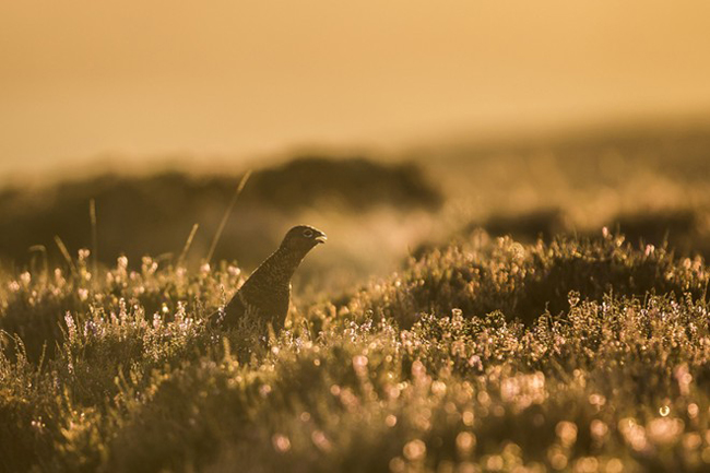 Một chú chim Grouse đỏ đang vươn dài chiếc cổ nhỏ đón ánh nắng bình minh ở gần Goathland, phía bắc Yorkshire Moors.
