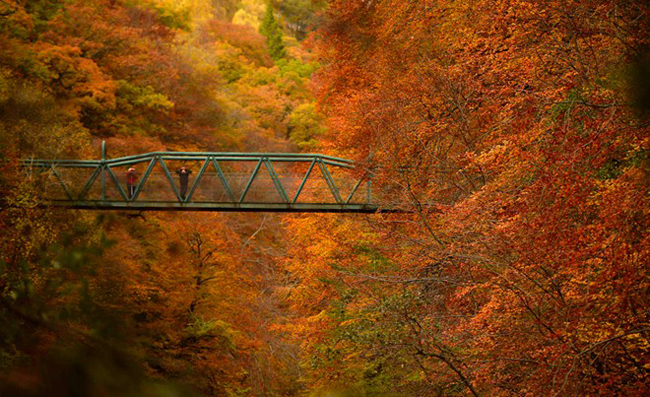 Khách du lịch dừng chân trên một cây cầu bắc qua sông Garry gần Killiecrankie, Scotland để chiêm ngưỡng sắc màu rực rỡ tuyệt đẹp của mùa thu.
